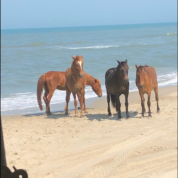 Meet your Posher, Curtis - Picture 1 of 1